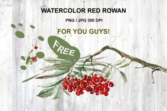 Red Rowan Watercolor for Autumn Design Projects