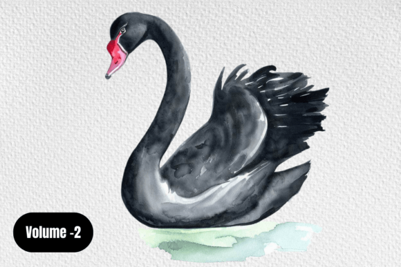 Watercolor Black Swan – A Versatile Design Element